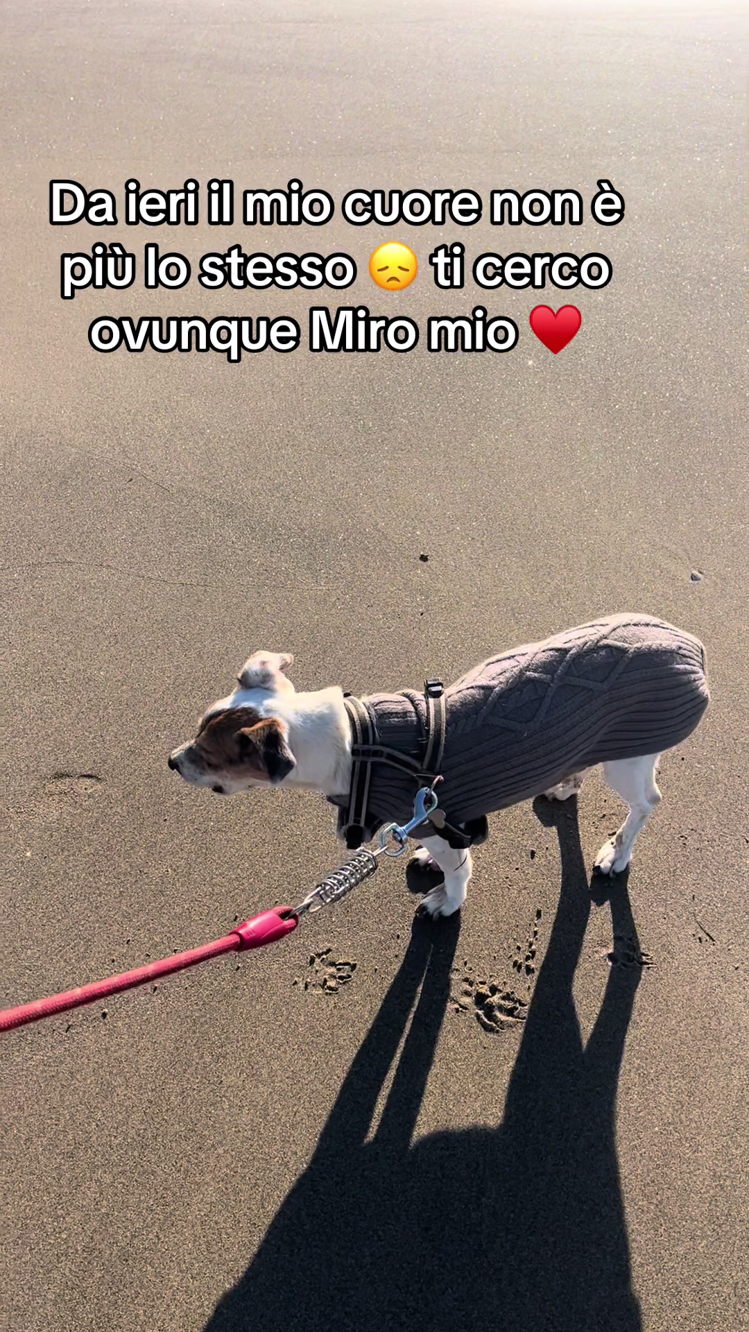 @The Queen 👑 My Dog Family &hearts;️