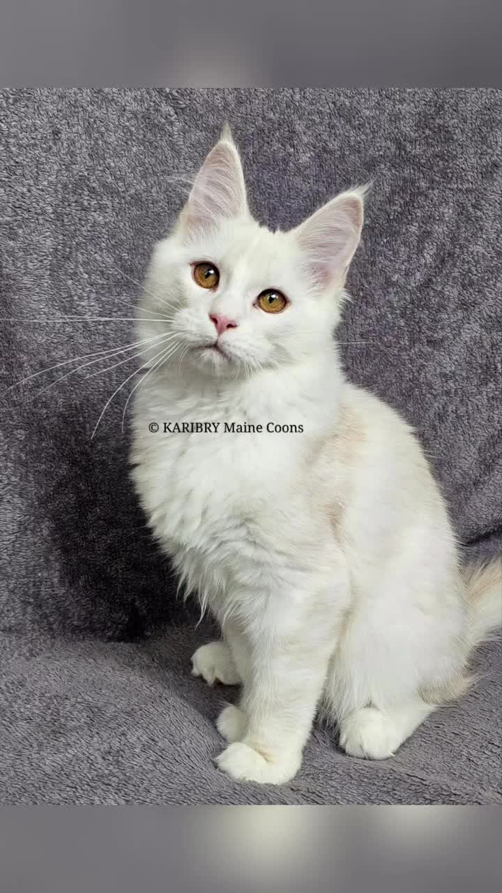 @KARIBRY Maine Coons uk