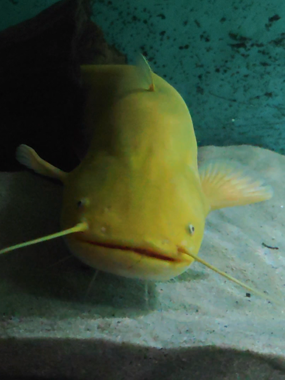 @predatoryfishtank
