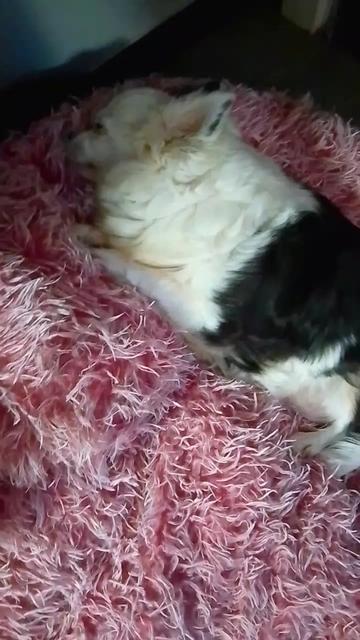 @team🌹🌹love my dogs🌹🌹🐶🐶🐶