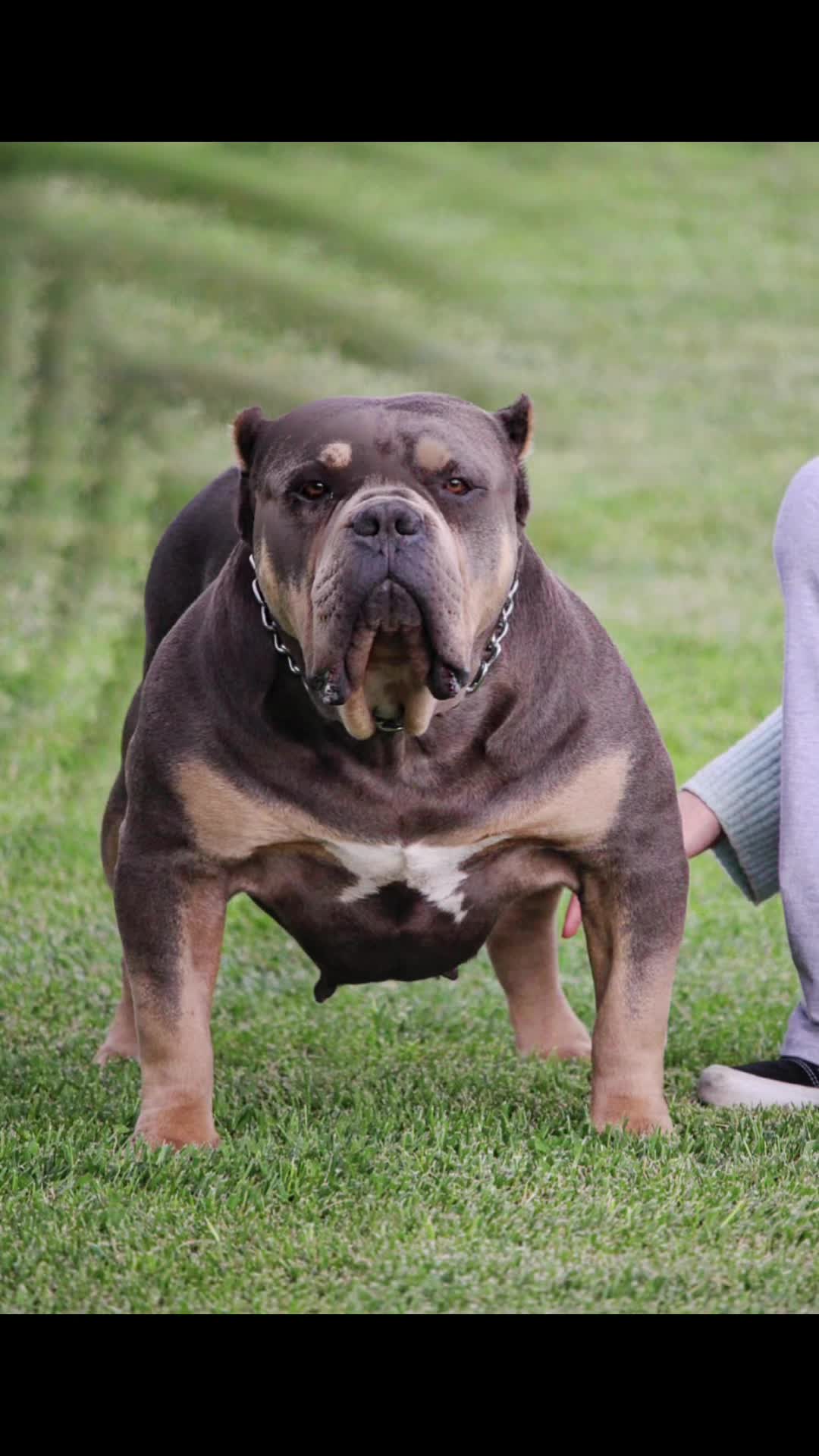 @@Dublinekennels
