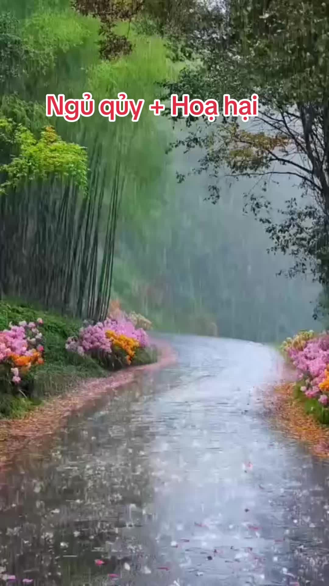 @Hoa Hướng Dương 6768