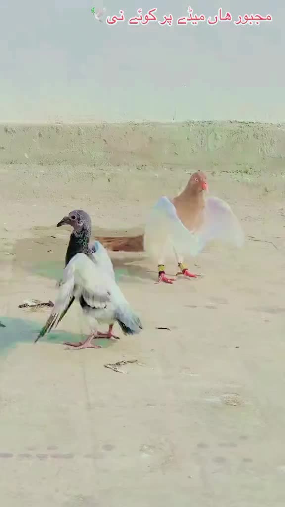 @best Birds912