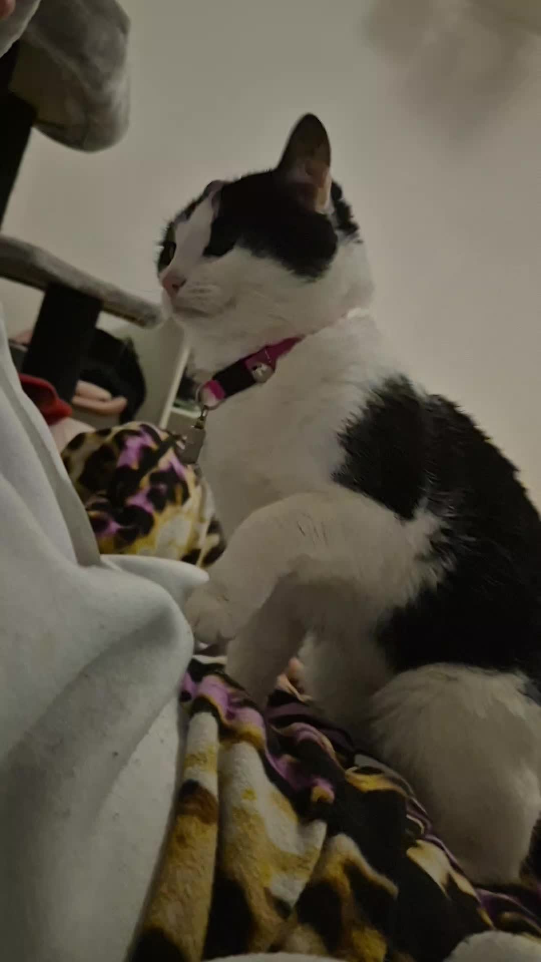 @Fluffy Cat