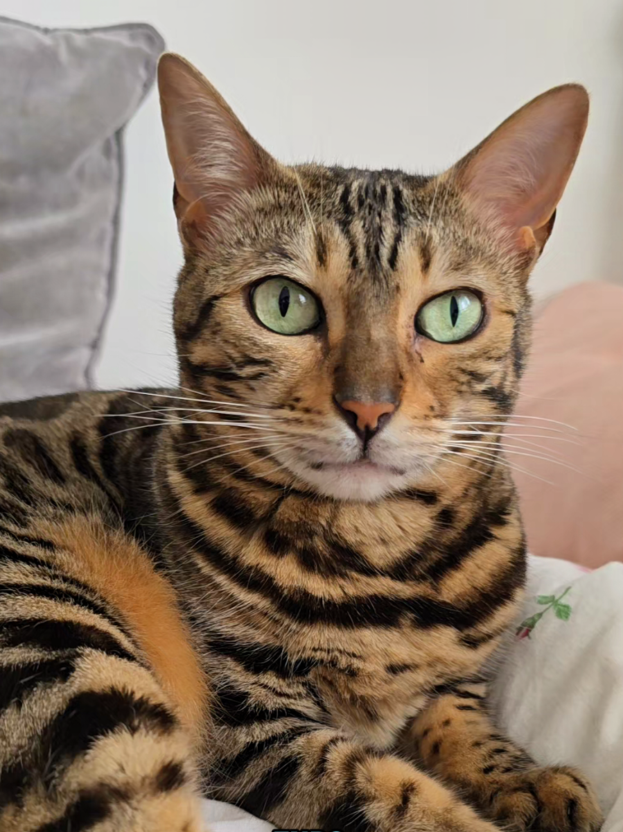 @Paris the Bengal cat