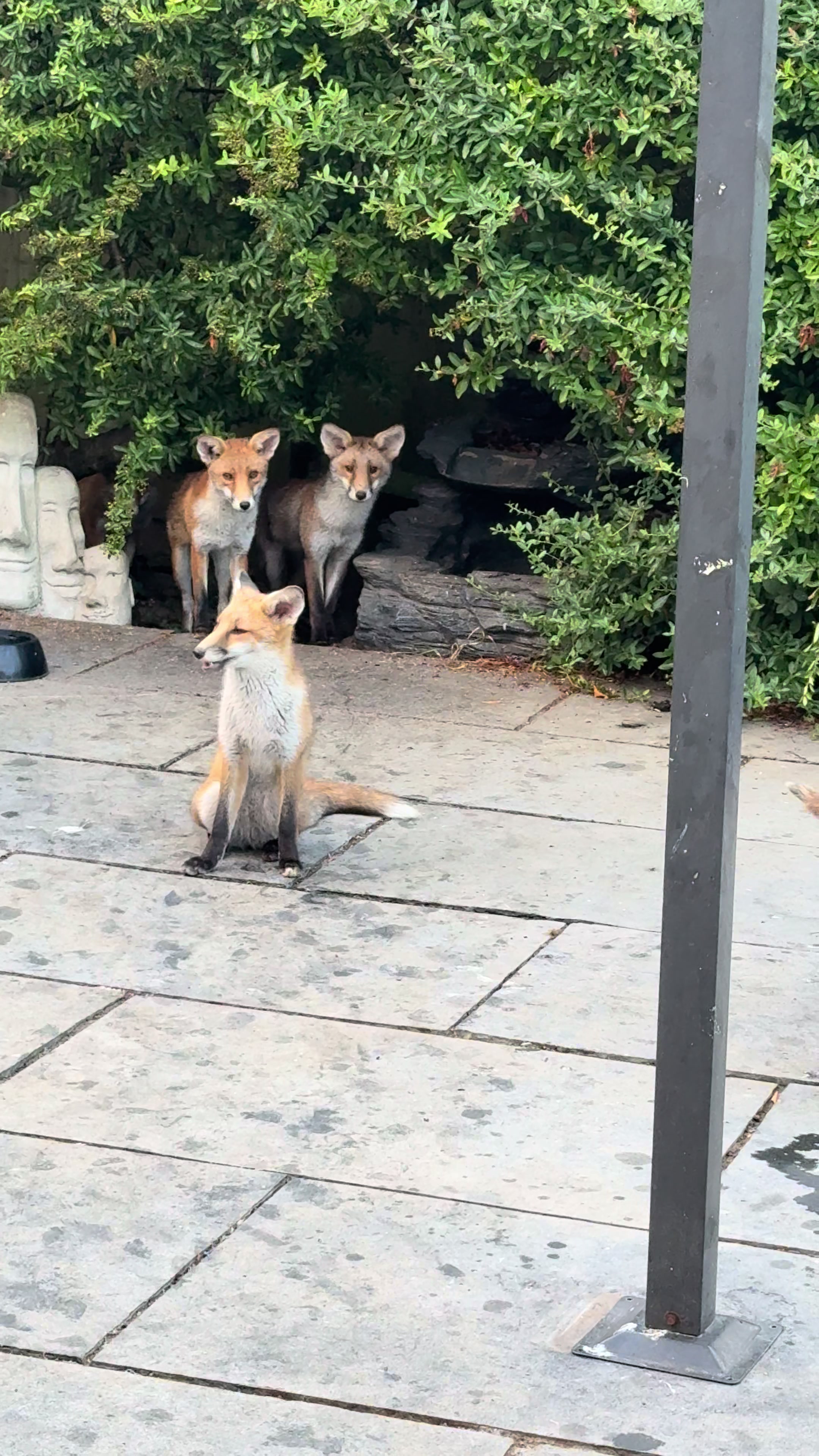 @gp_wildlife