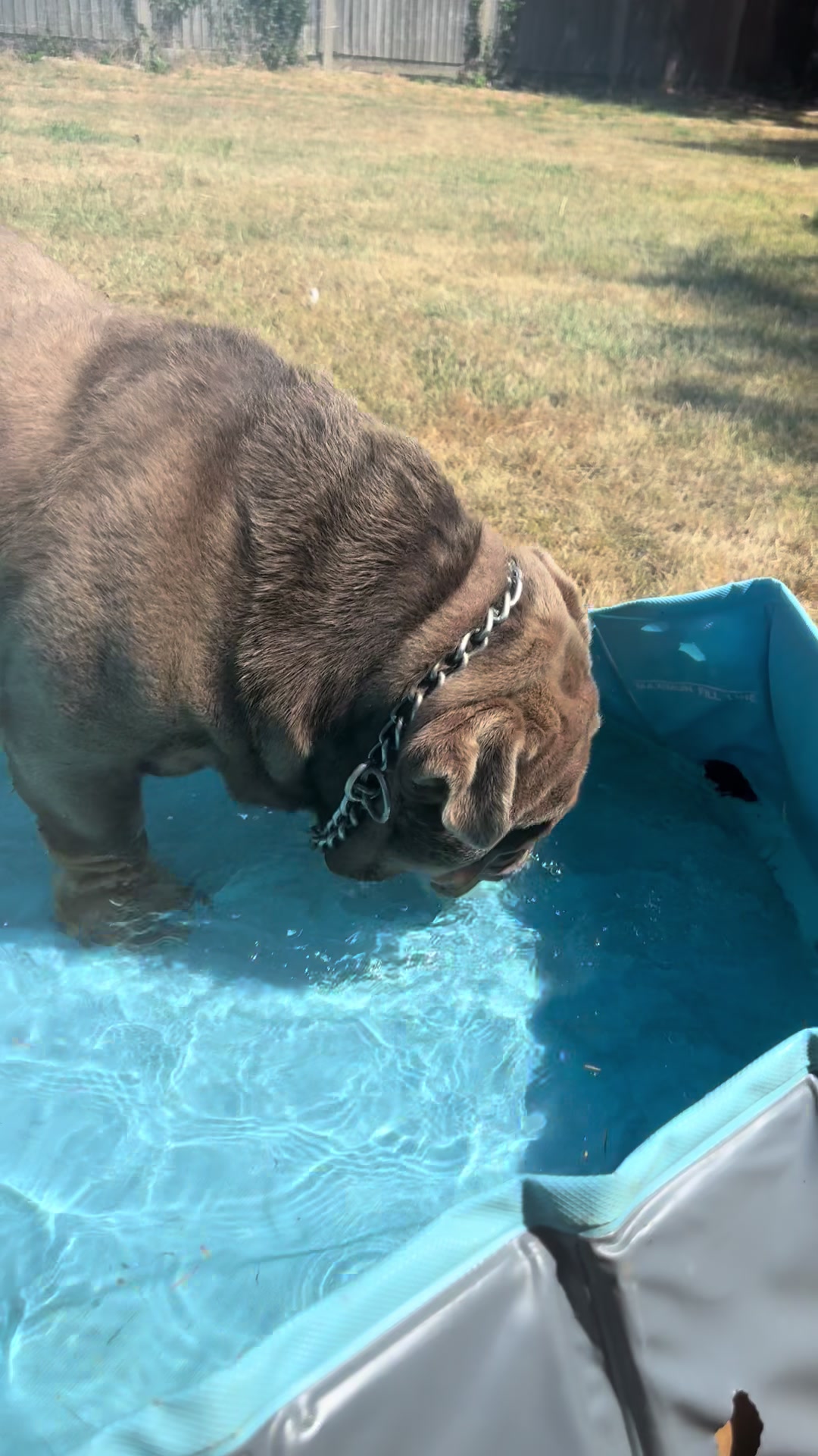@Tribe Bully Kennels