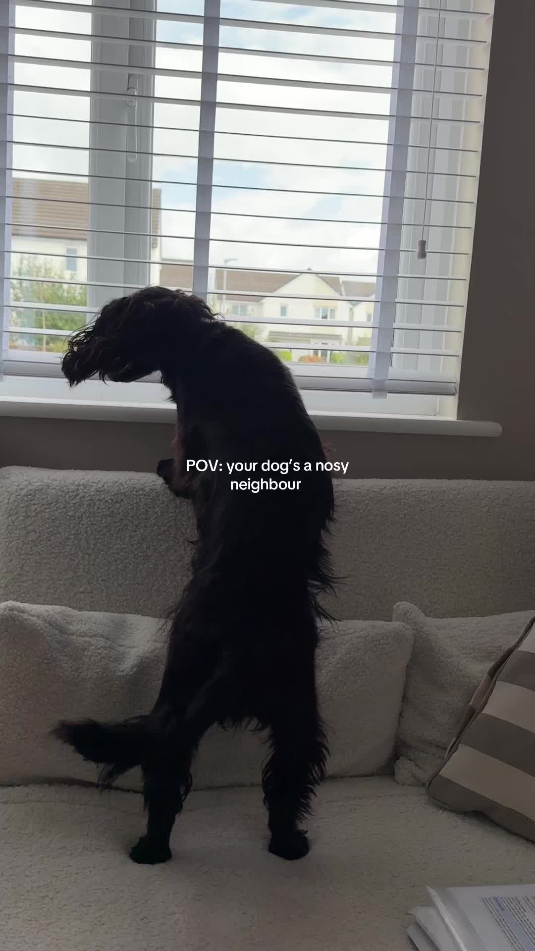 @maggie.moo.cocker