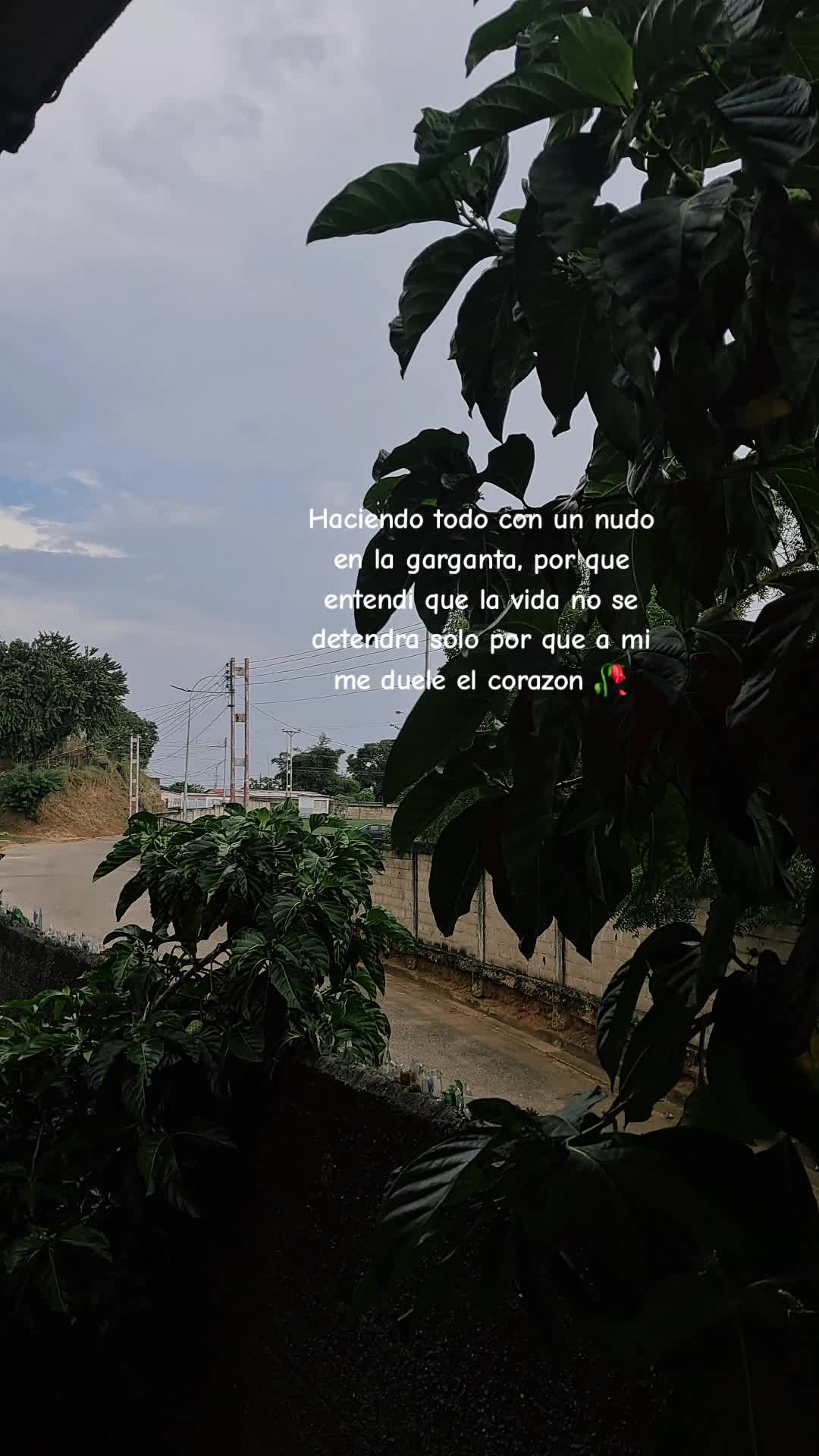 @pelisfd15