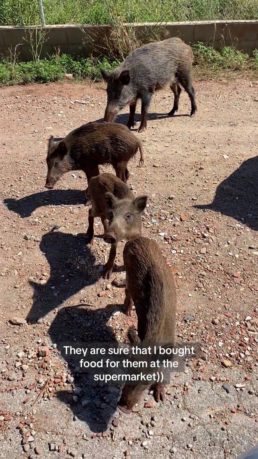 @Cute Boars