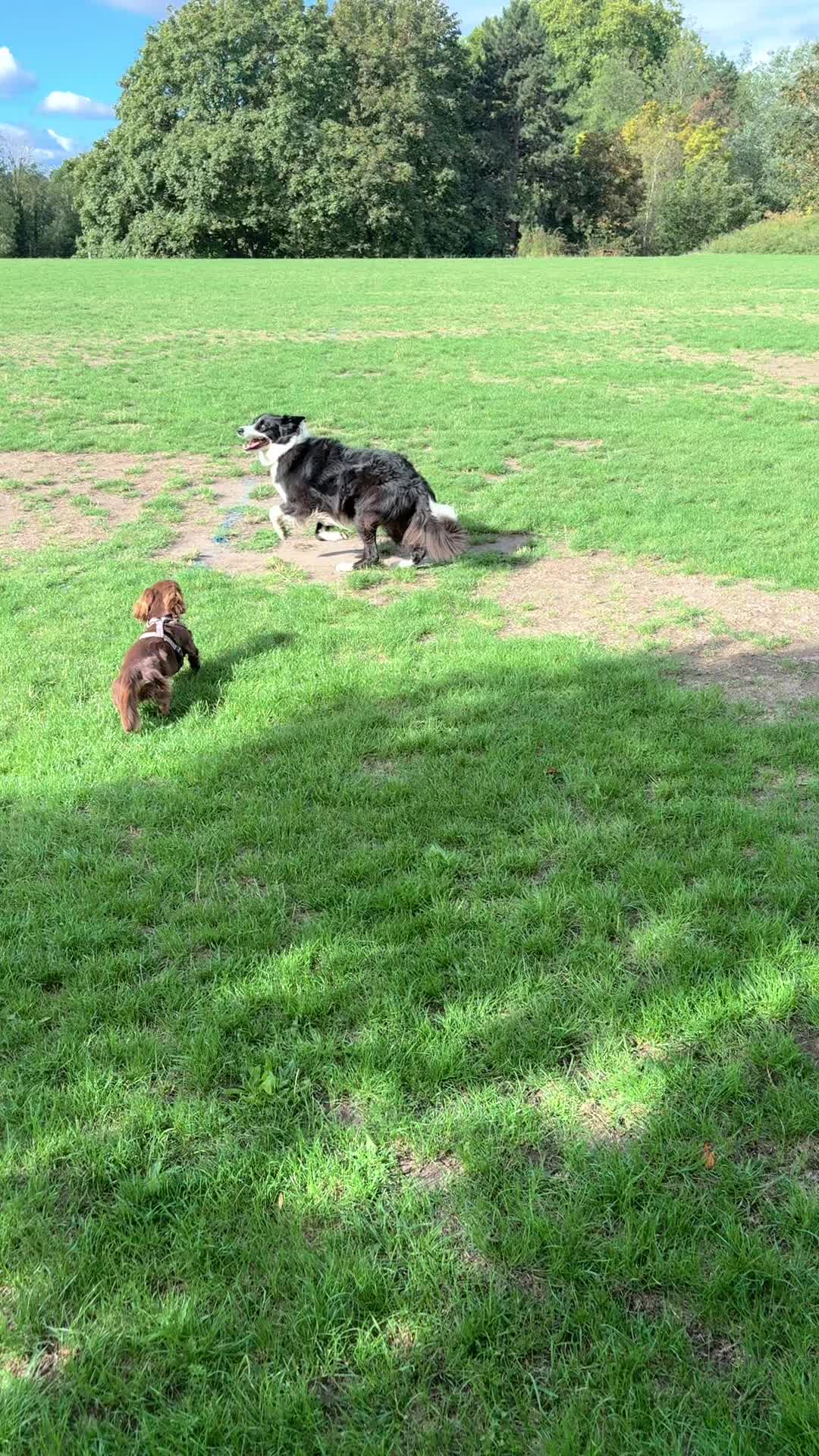 @tswoofwoof.co.uk