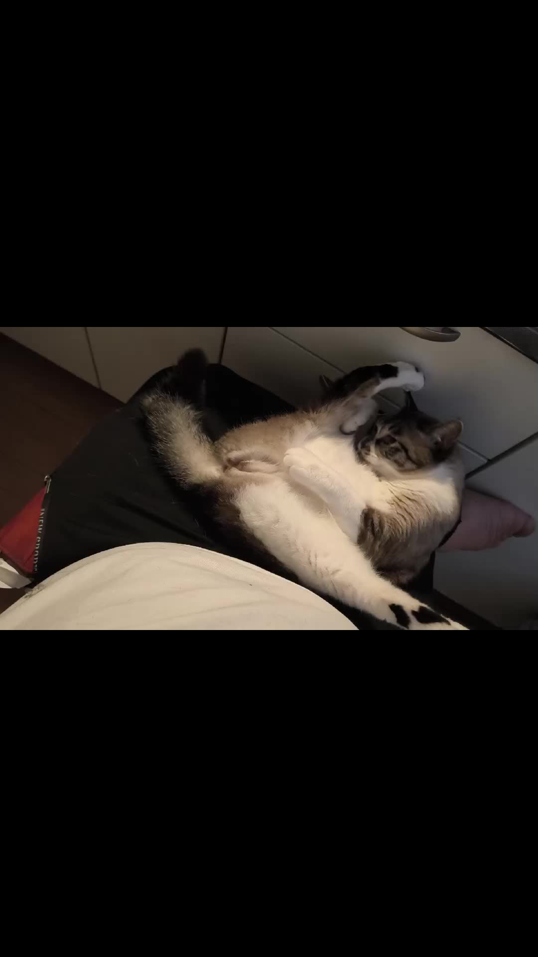 @猫という概念