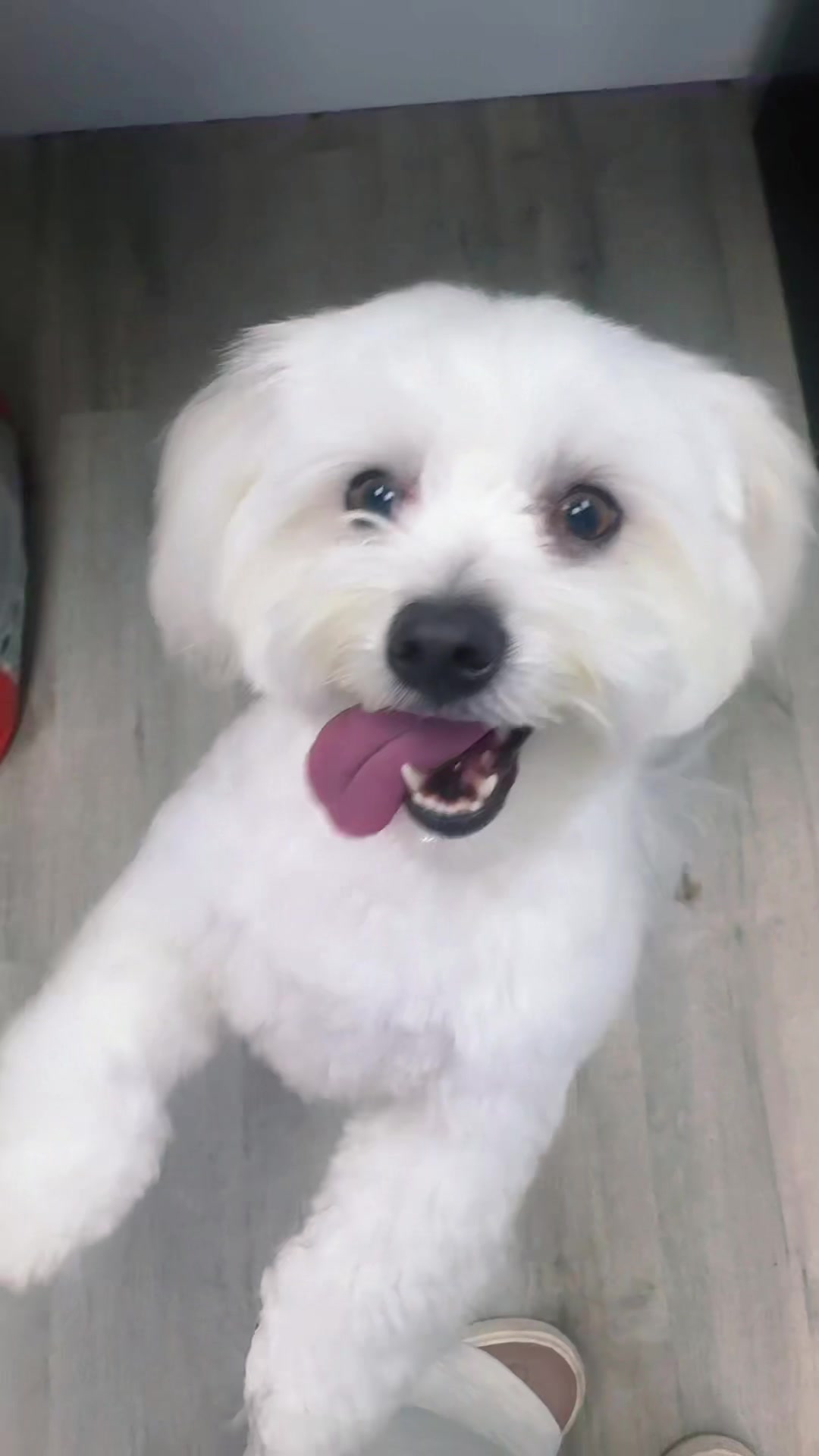 @Dog & Cat Planet