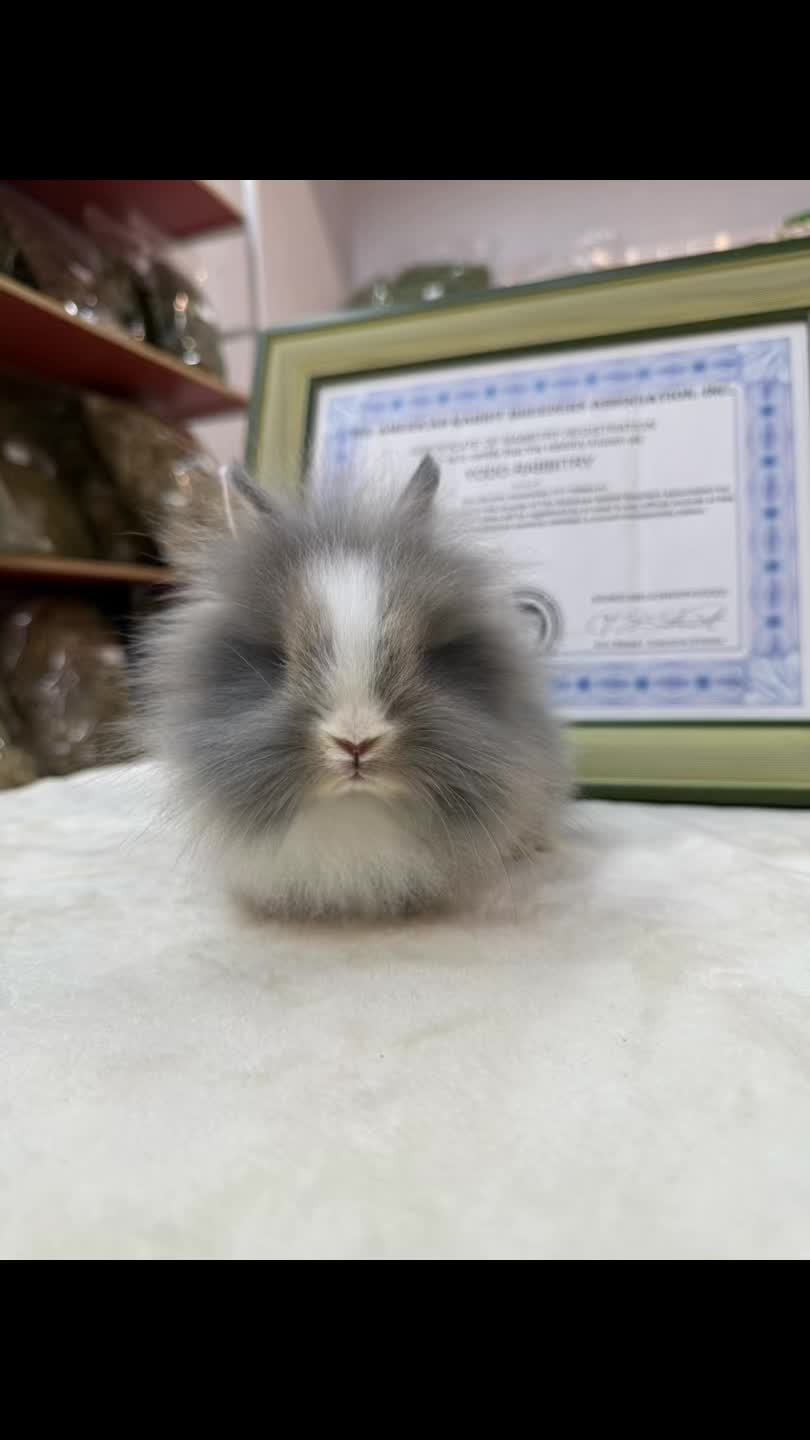 @優荳兔舍-兔子天竺鼠專門店-台灣