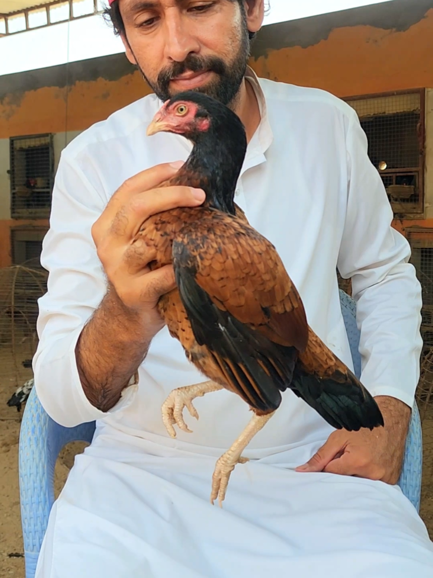 @Sajjad Aseel Farm
