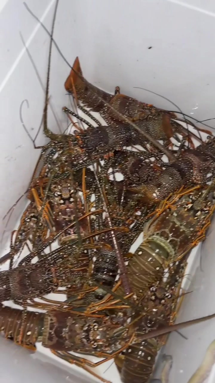 @fish_and.crabes