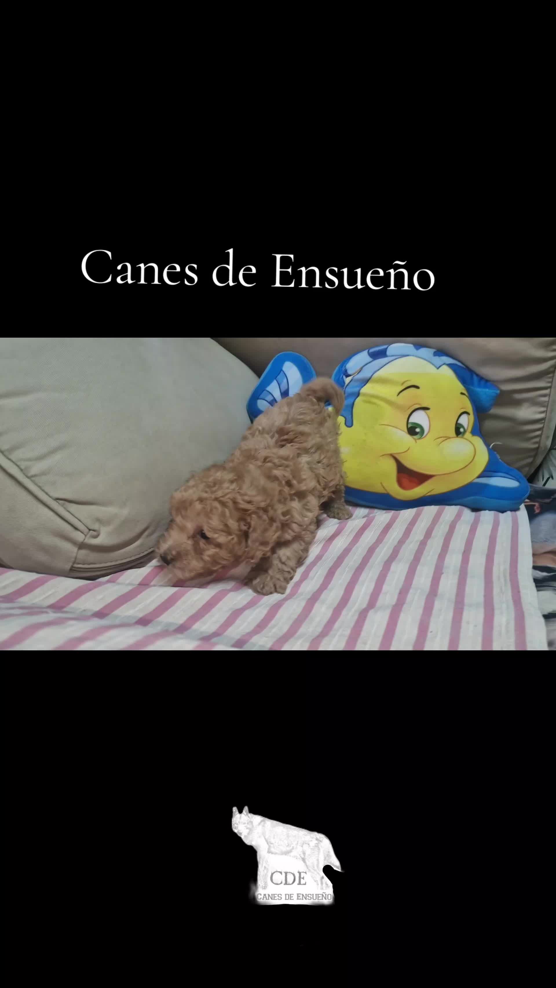 @Canes de Ensueño