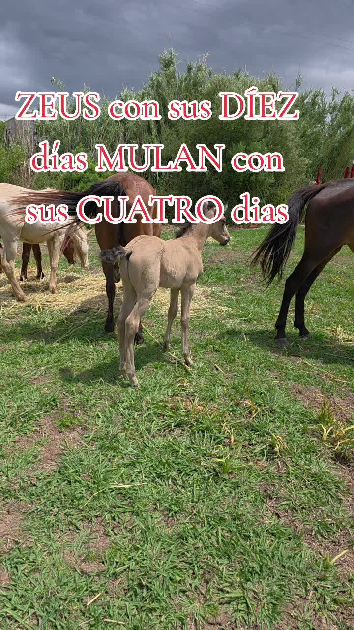 @@rinconlatino