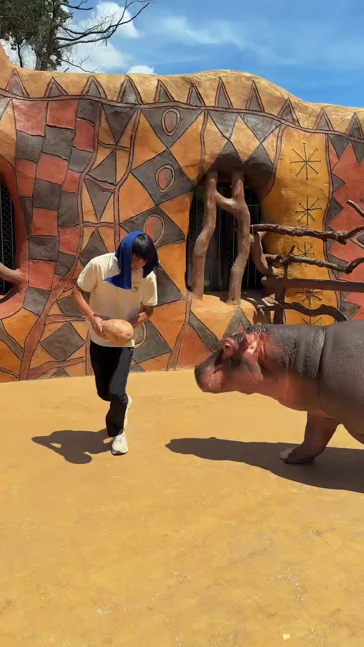 @Hippo