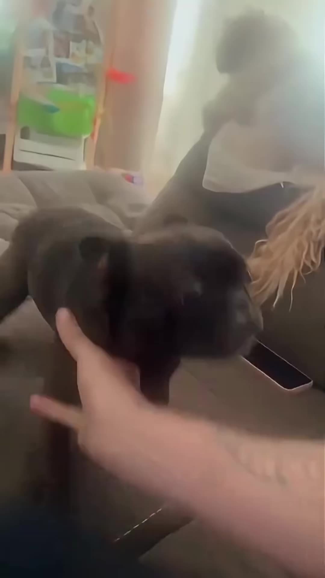 @FunnyAnimals