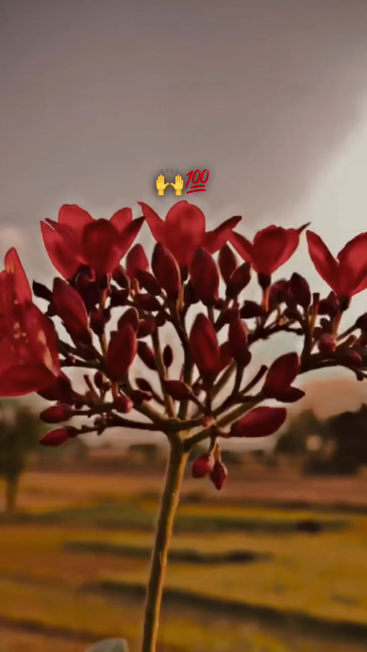 @پنڈا والے راجپوت☘️☘️ظفر وال🤗