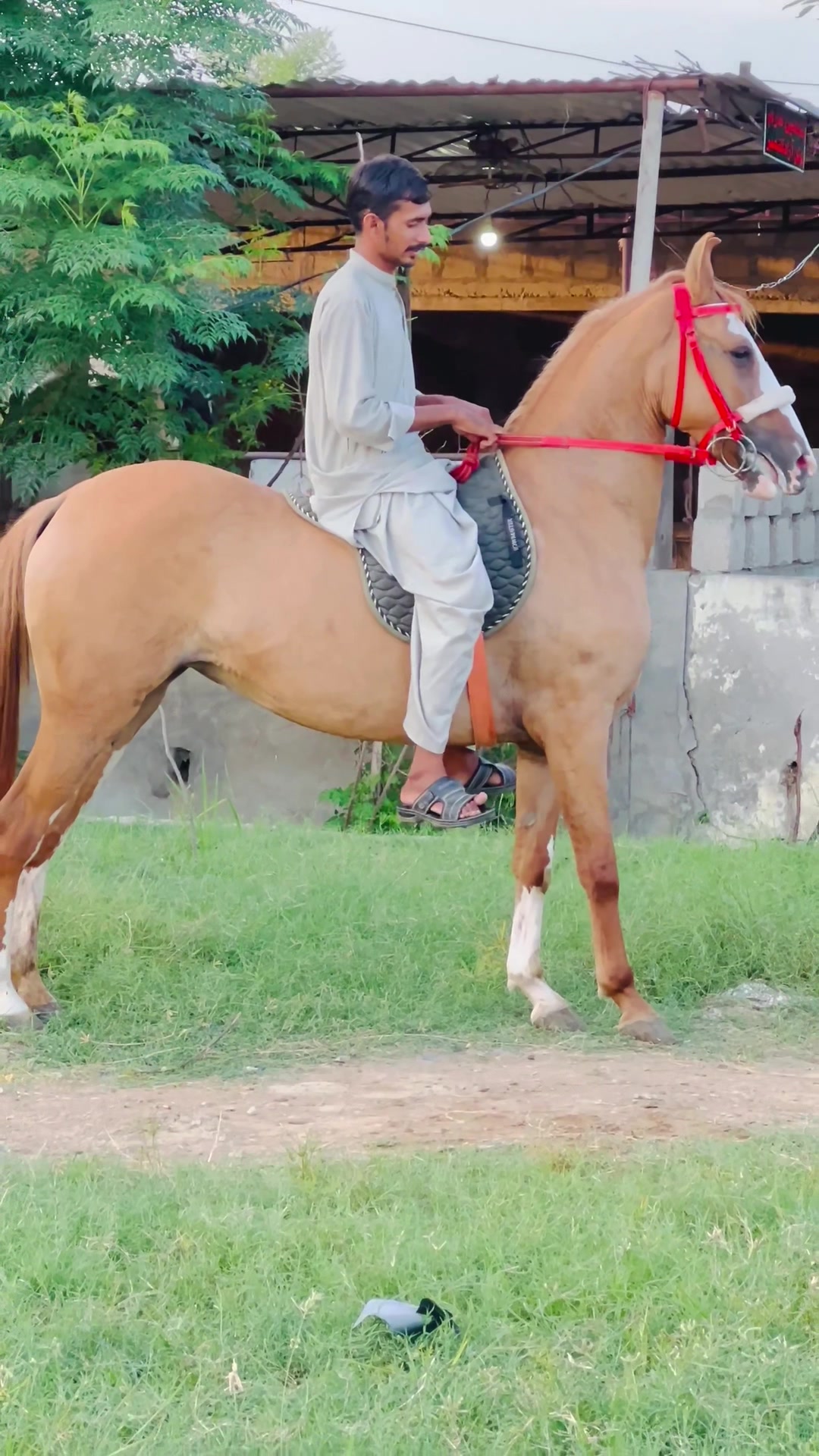 @Ch Hammad bokan &hearts;️🐎