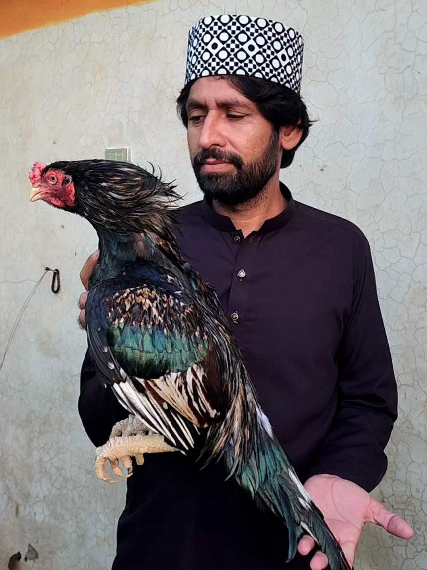@Sajjad Aseel Farm