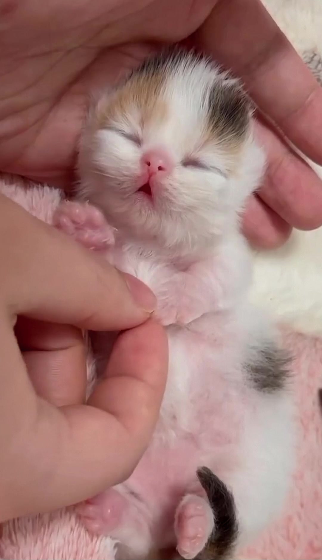 @catbosssss