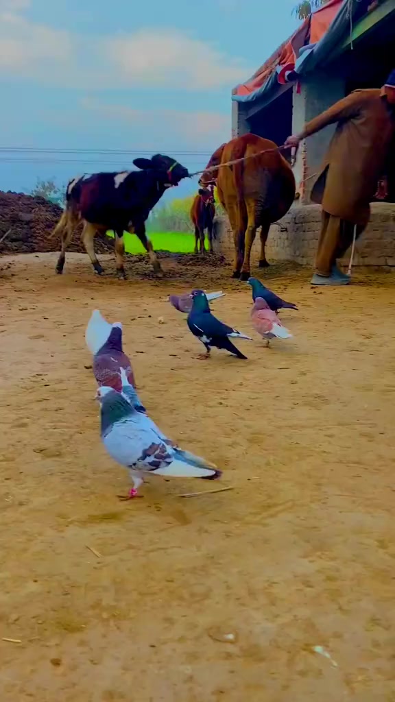 @👑😎سپراء 199😎👑