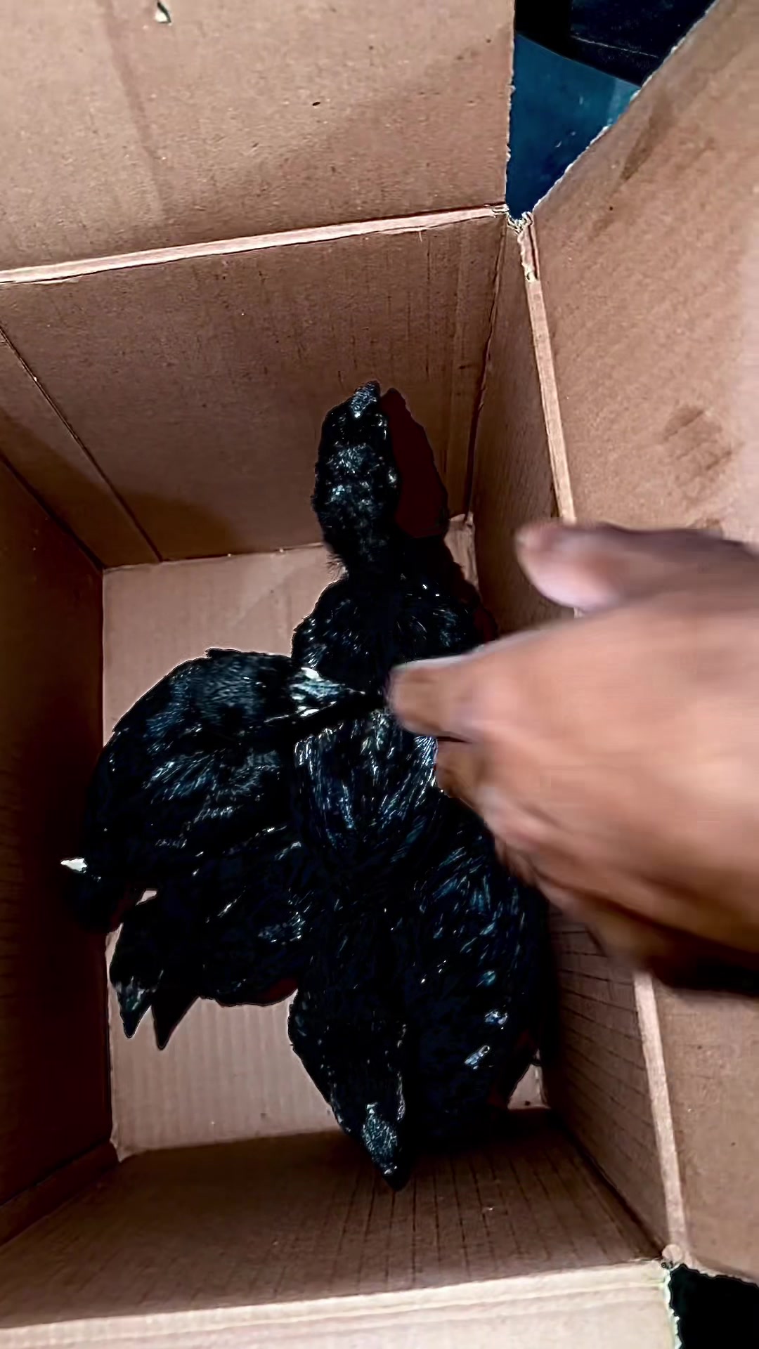 @Poultry Express 🐓