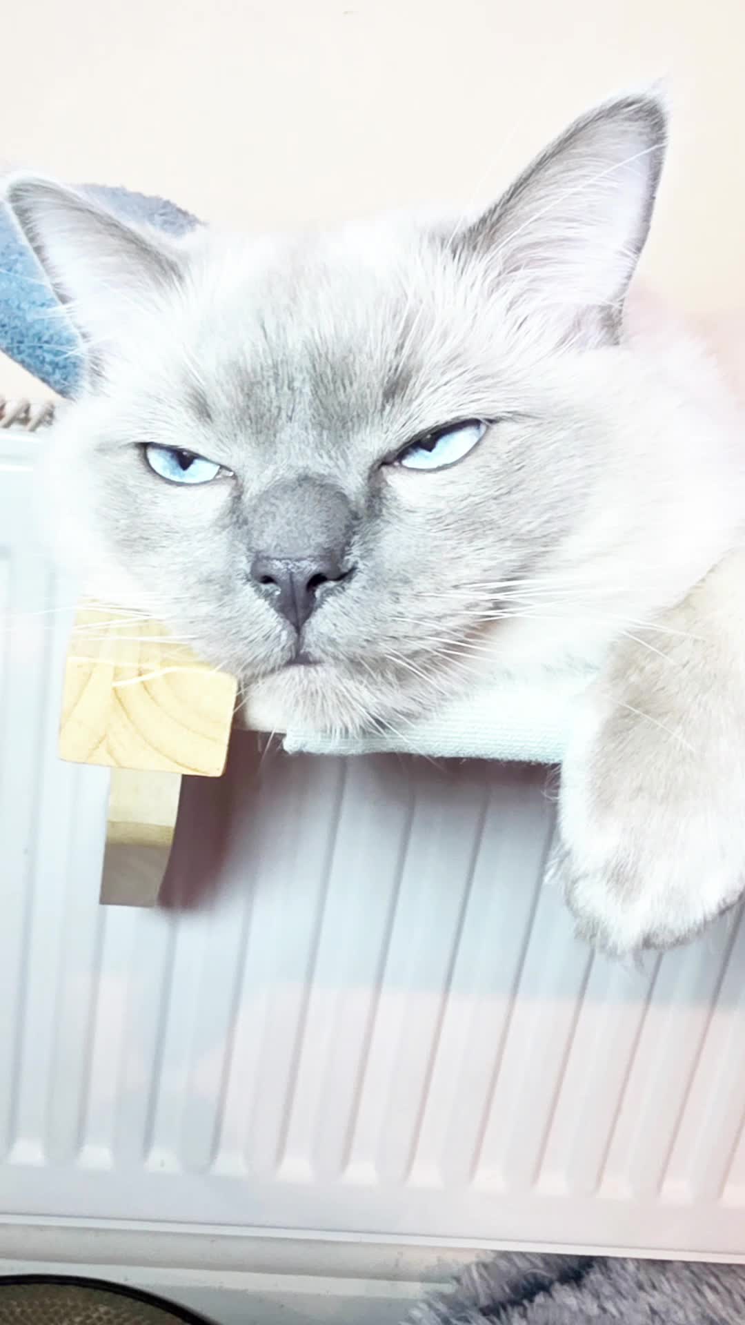 @DailyDoseOfBlu💙
