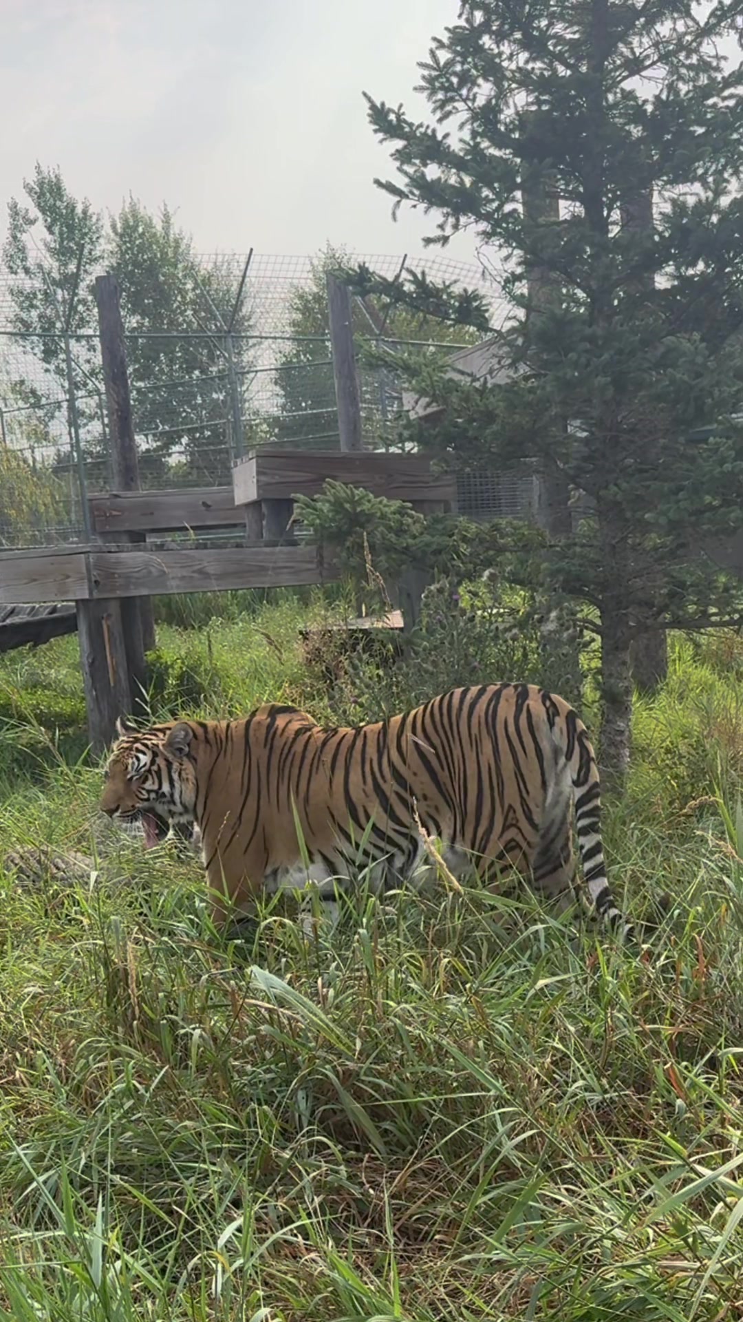 @The Wildcat Sanctuary