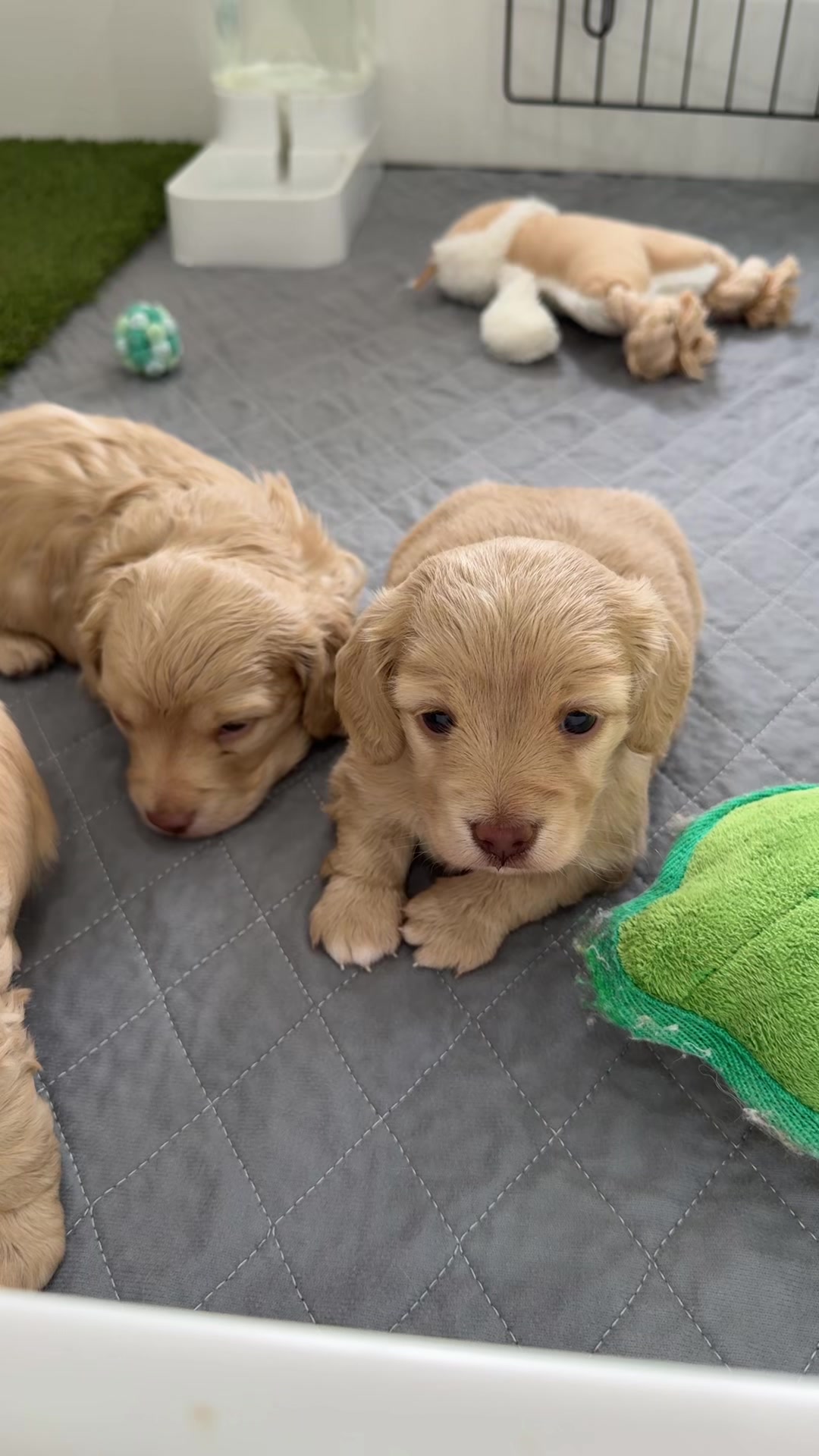 @Dachshund Dynasty
