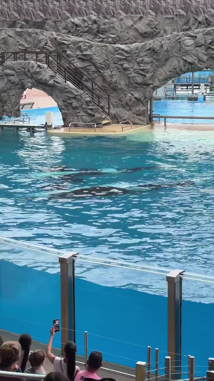 @Dolphin 🐬 World 🌎