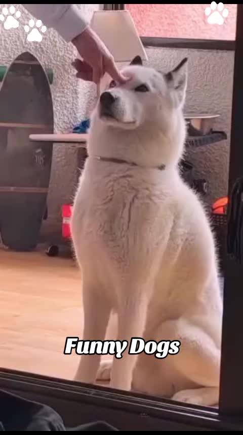 @Gulp 🇦🇹Team Chihuahua ❤