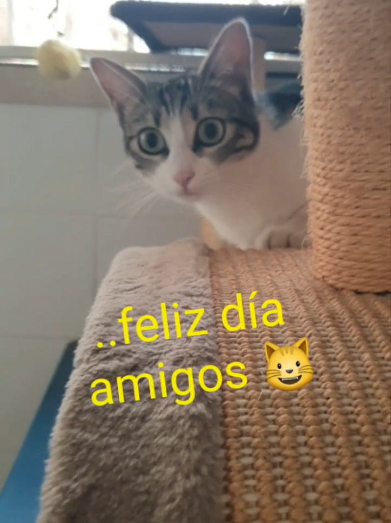 @nikii