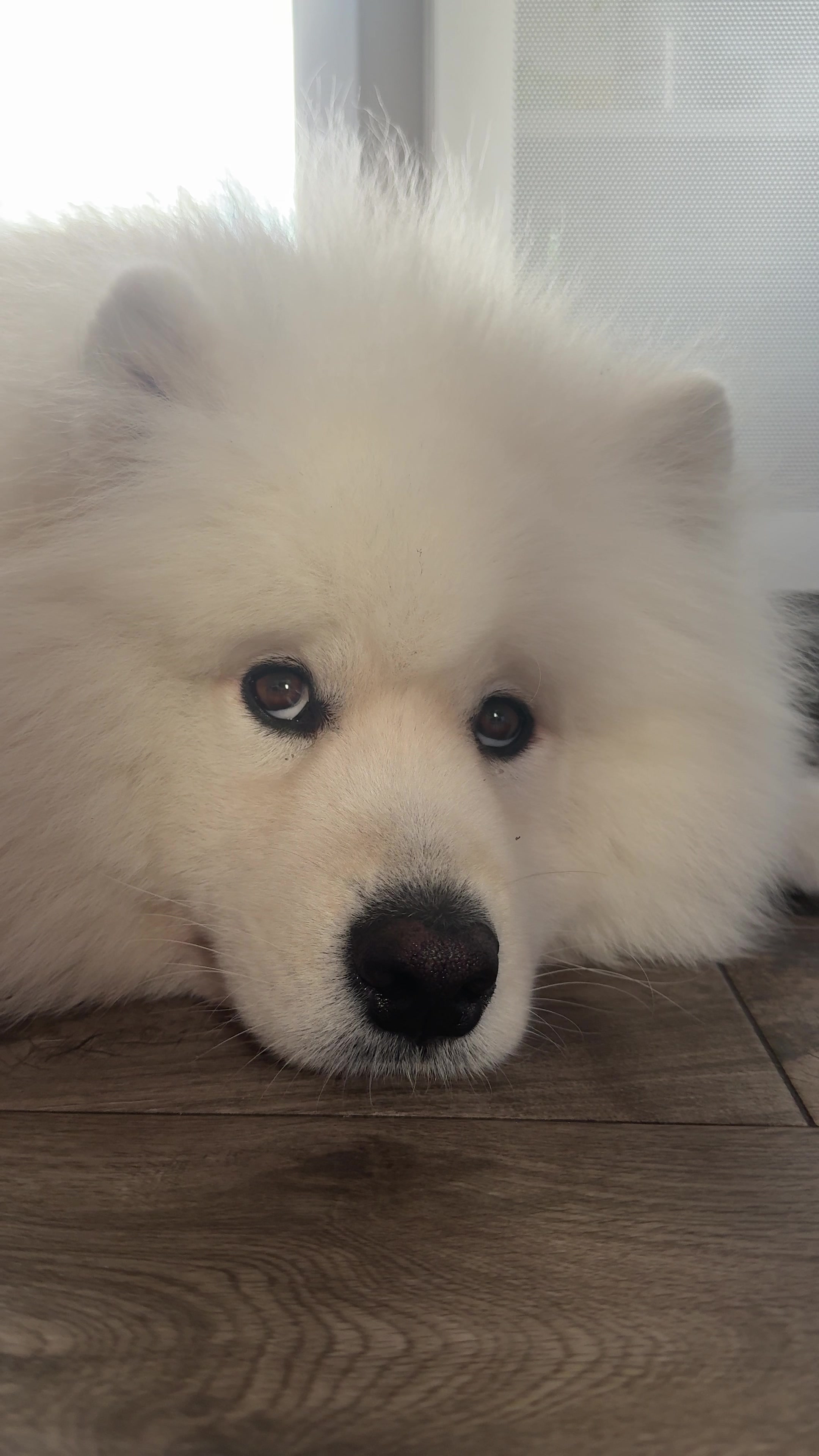 @Samoyed.Kokos