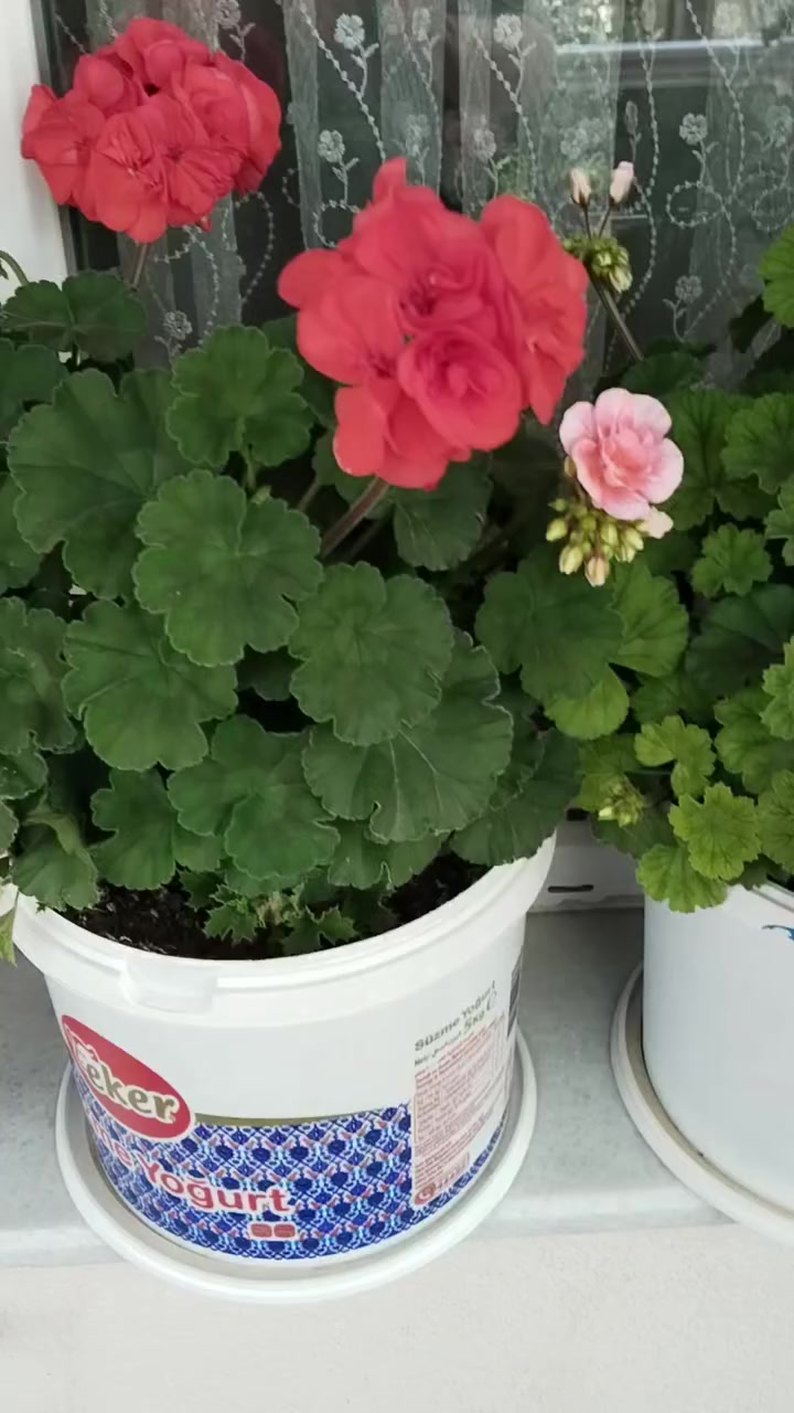 @💧&Ccedil;i&ccedil;ek dostu 🇹🇷💧