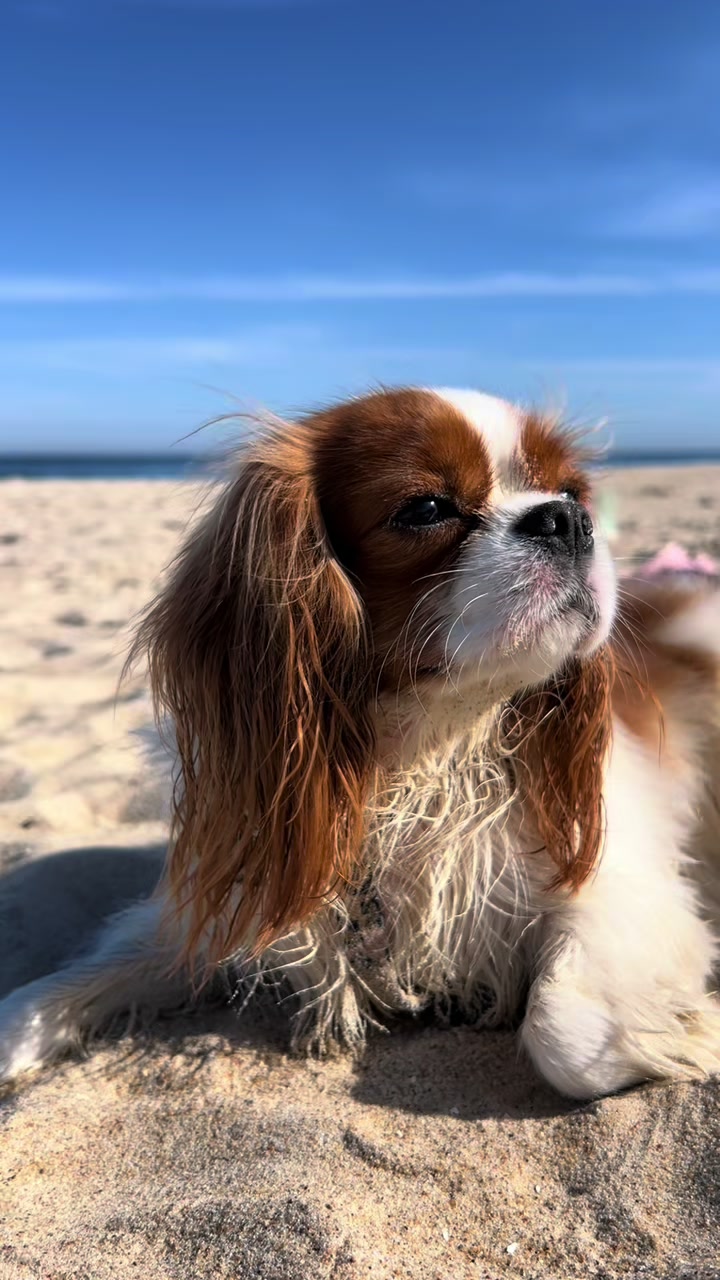 @Lilly Cavalier 🐶
