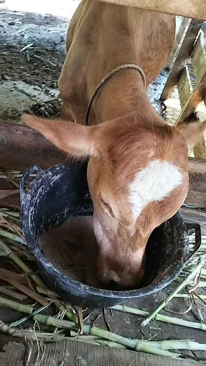 @KORBAN_HABA_MAMEH