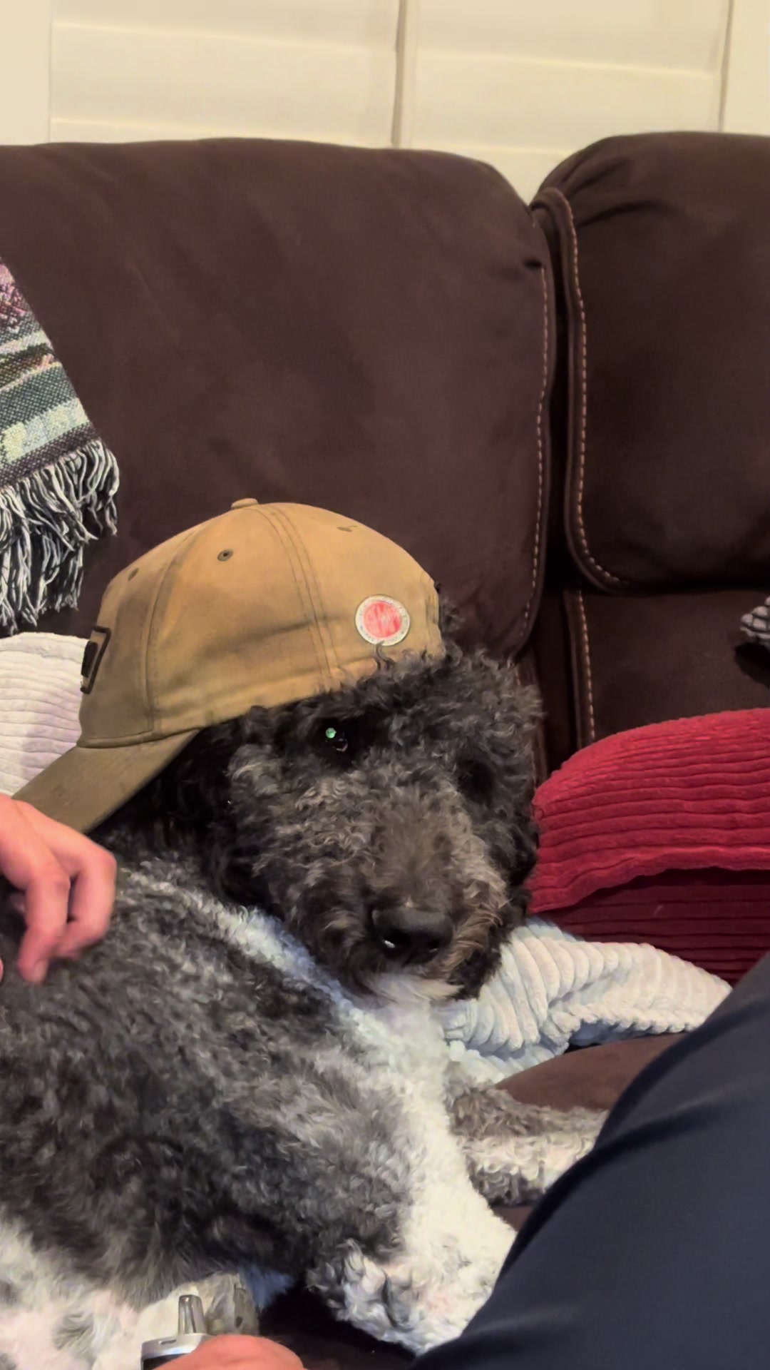 @Luna - The Goodest Labradoodle