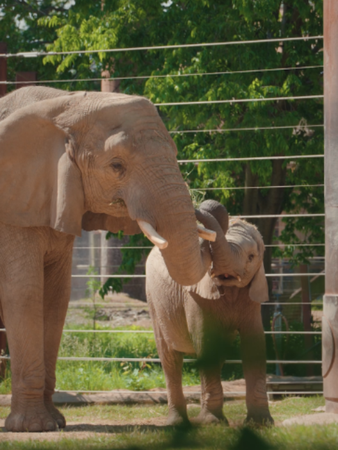 @The Toledo Zoo