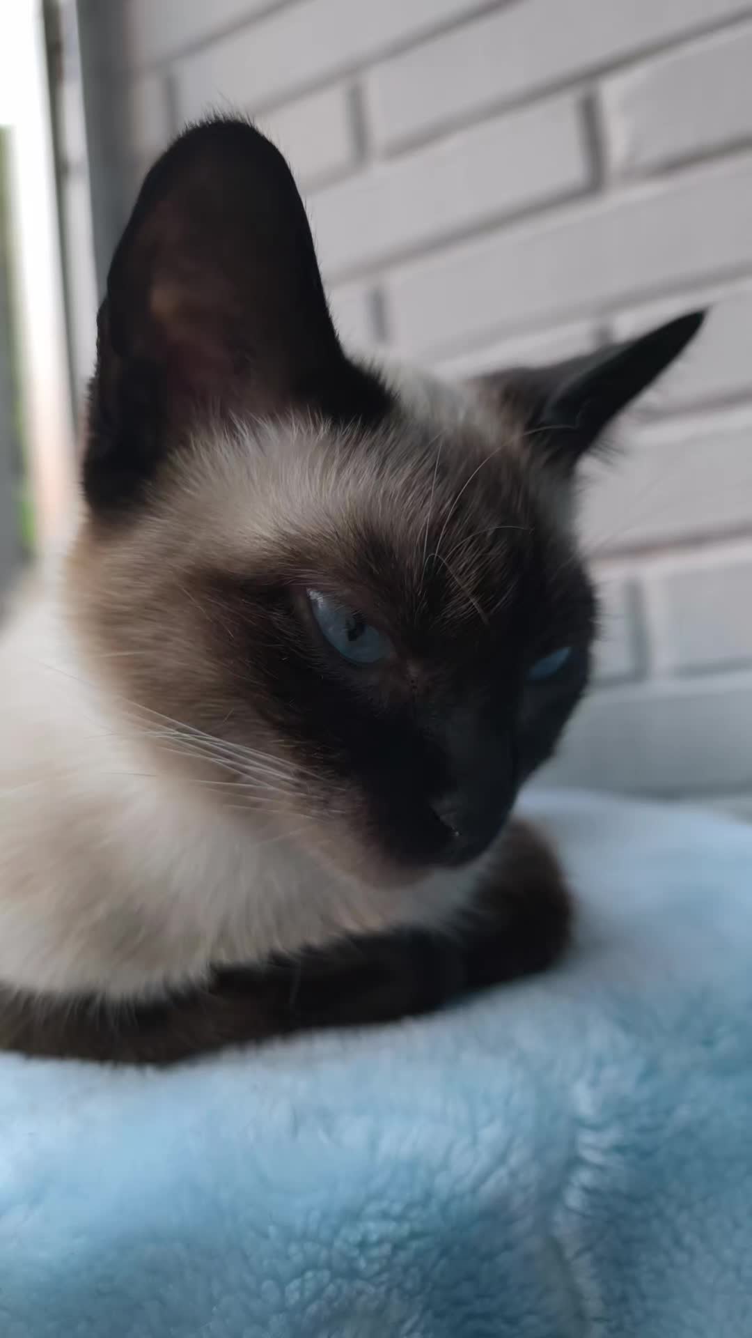 @La loca de los gatos