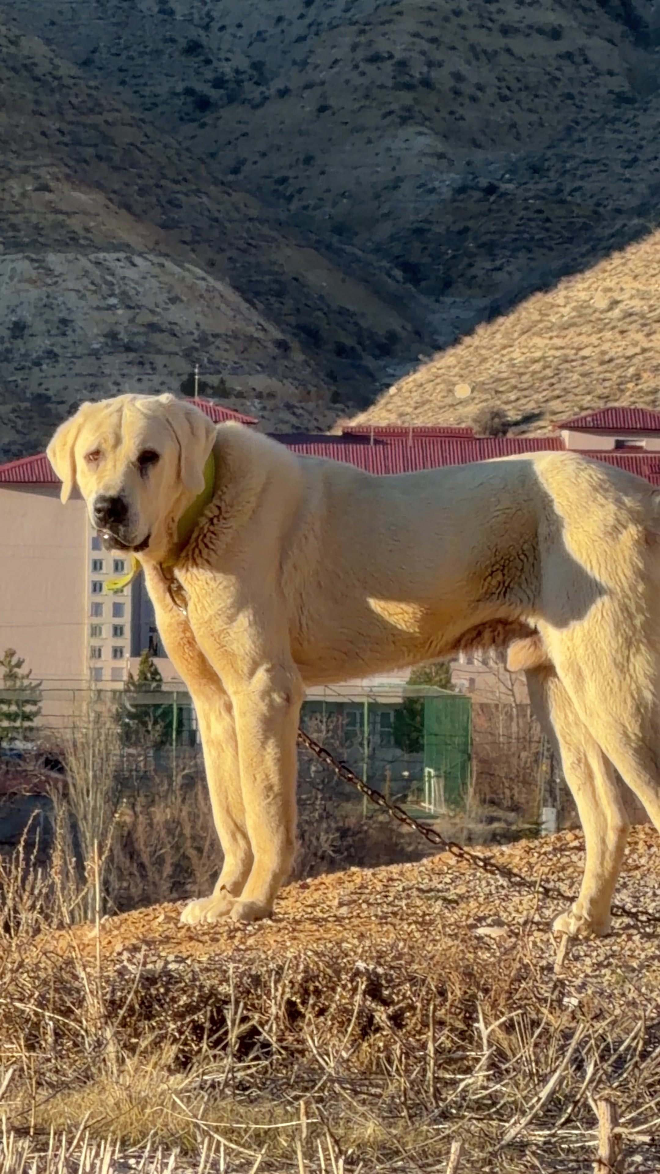 @Gürün.kennels58