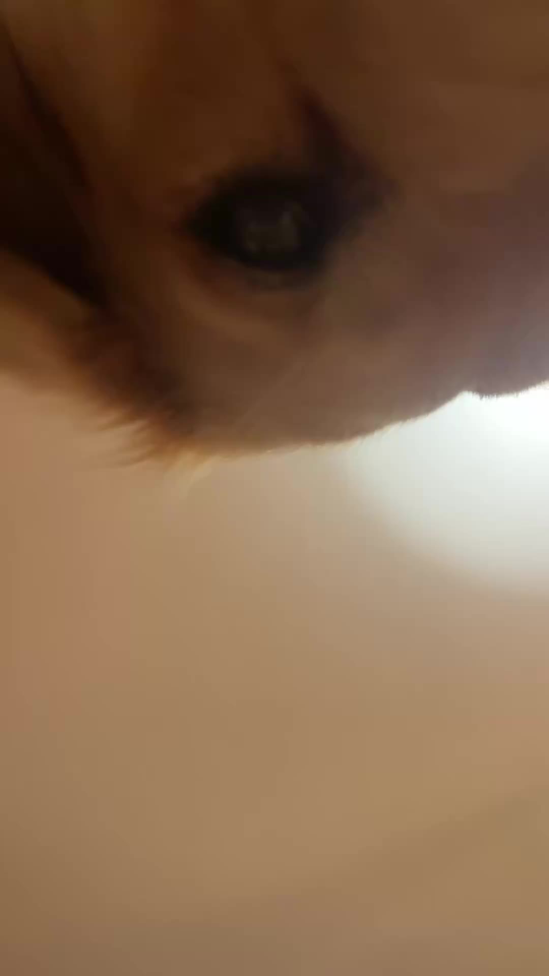 @animall_cz