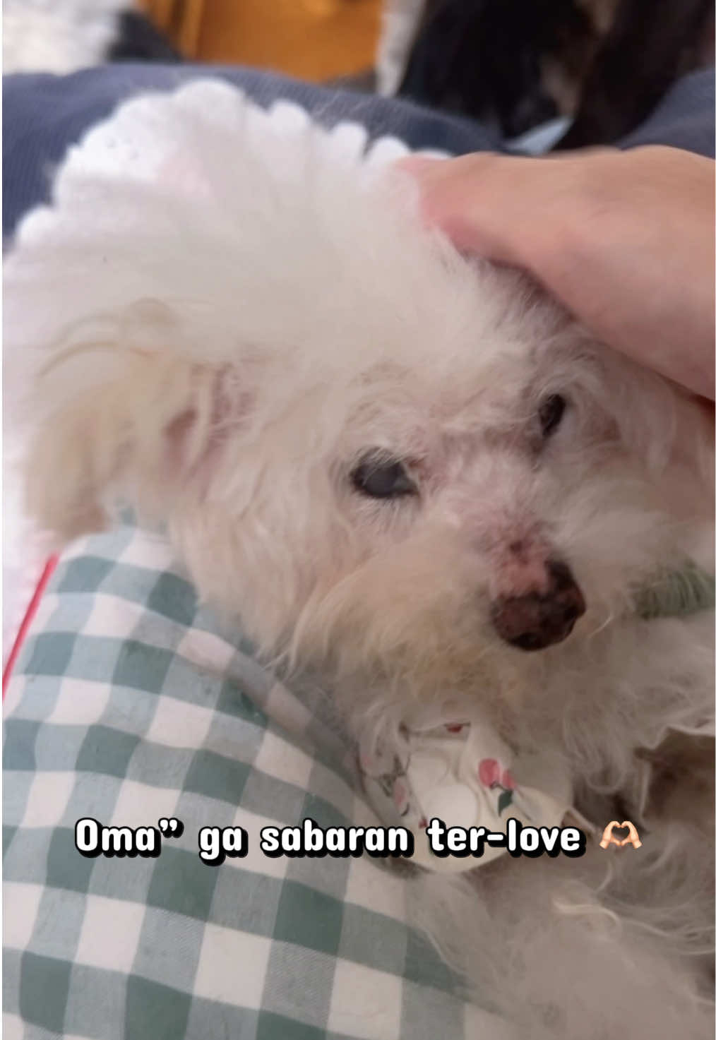 @Jiro and the poodle gang