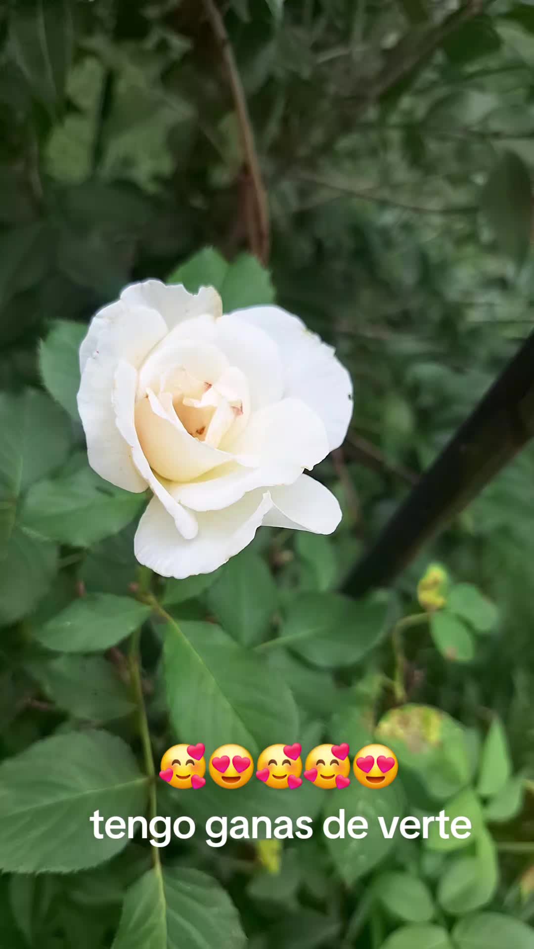 @EpyR1947824
