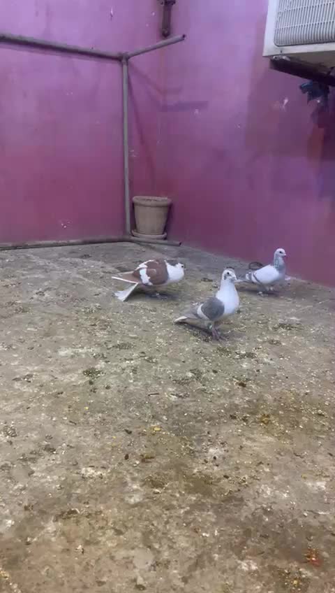 @🕊Badsha🕊