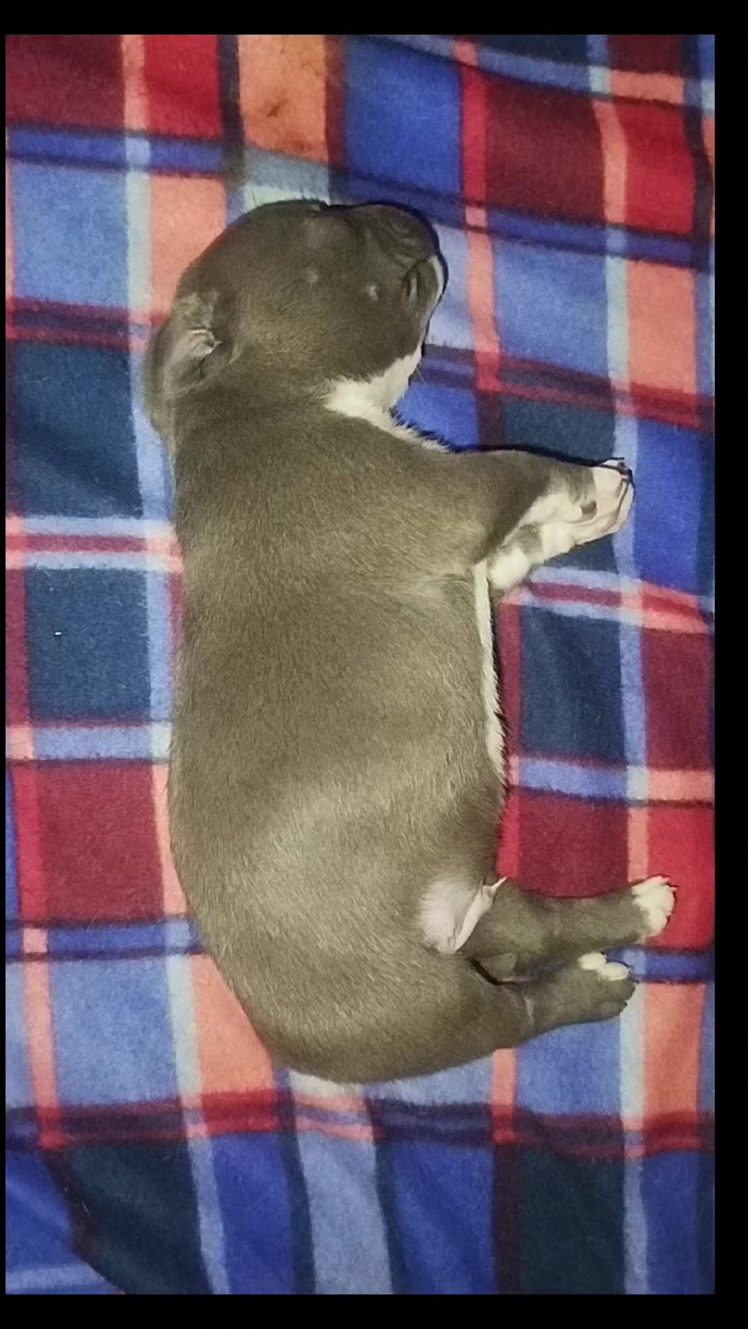 @mia_bulls❤️