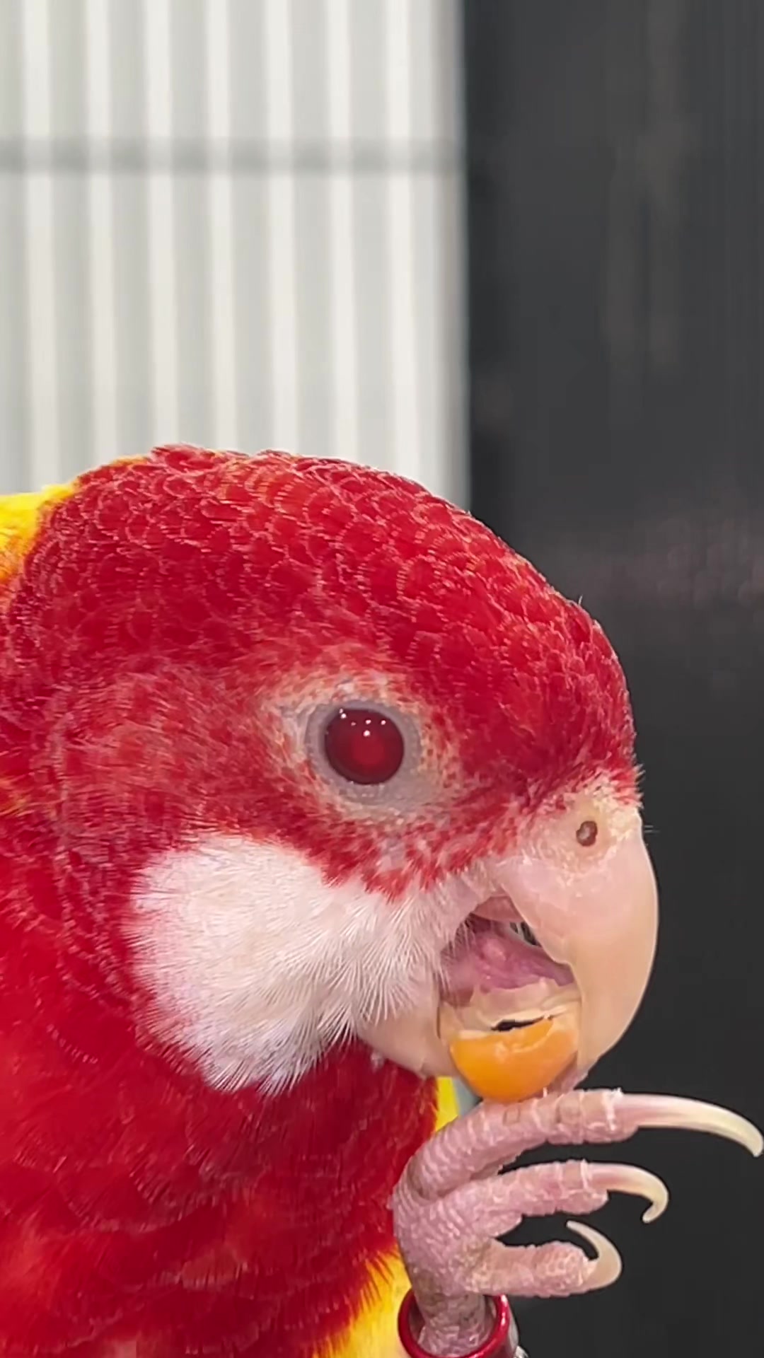 @Zozi Aviary